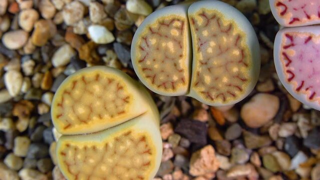 Mesembs (Lithops julii ssp. fulleri v. fulleri) South African plant from Namibia in the botanical collection of supersucculent plants