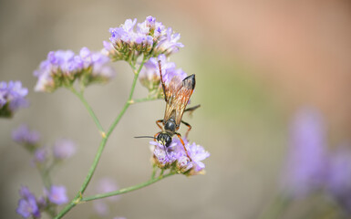 Nahaufnahme einer roten Blutbiene auf einer Strandflieder Blüte