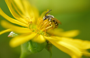 Eine Gelbbindige Furchenbiene auf einer gelben Blüte