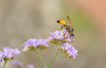 Eine Blutbiene auf einer Strandflieder Blüte