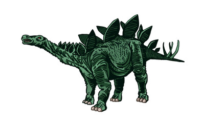 Vector color stegosaurus isolated, graphical illustration of dinosaur