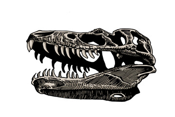 Graphical color skull of tyrannosaurus isolated on white, vector illustration, paleonthology