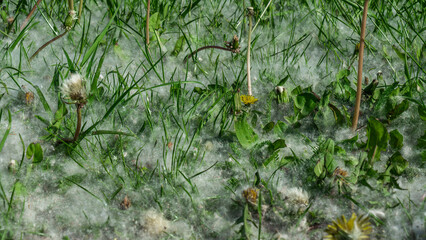 A lot of white poplar fluff among green grass. Allergy season. Dandelion fluffs in green grass lawn.