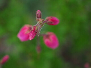 Fototapeta na wymiar Drobne kwiaty w kolorze magenty
