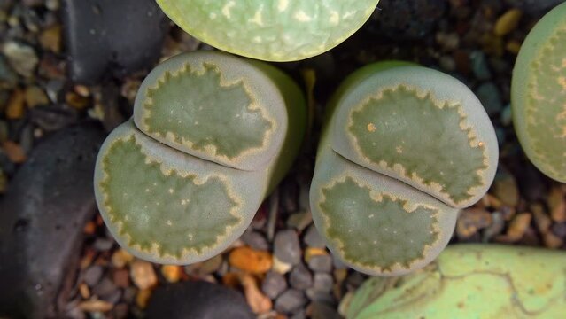 Mesembs (Lithops salicola) South African plant from Namibia in the botanical collection of supersucculent plants
