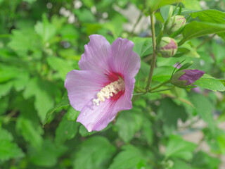 Okwiat Hibiscus