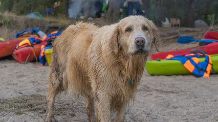 A dog stands in front of canoe boats. Active rest with domestic pets concept. Retriever at a kayaking river trip.