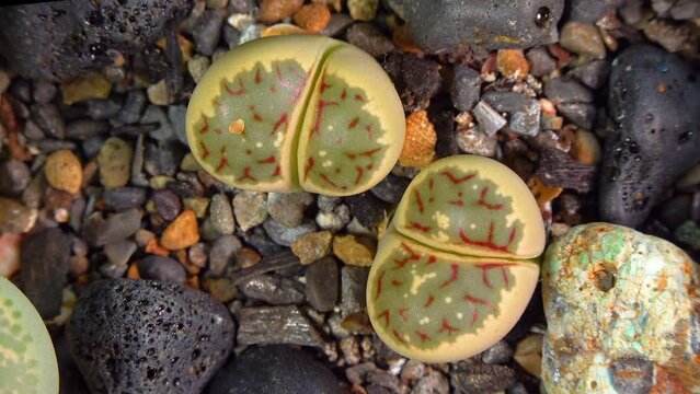 Mesembs (Lithops dorotheae) South African plant from Namibia in the botanical collection of supersucculent plants