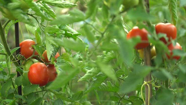 Ripe red tomatoes growing on a plant in a garden, surrounded by green leaves, fresh and ready for harvest