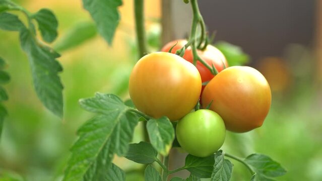 Ripe red tomatoes growing on a plant in a garden, surrounded by green leaves, fresh and ready for harvest