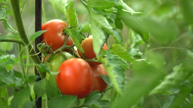 Ripe red tomatoes growing on a plant in a garden, surrounded by green leaves, fresh and ready for harvest