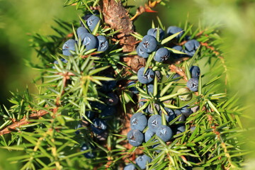 Juniper berries on tree, fresh aromatic fruit, the main ingredient of gin drink