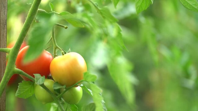 Ripe red tomatoes growing on a plant in a garden, surrounded by green leaves, fresh and ready for harvest