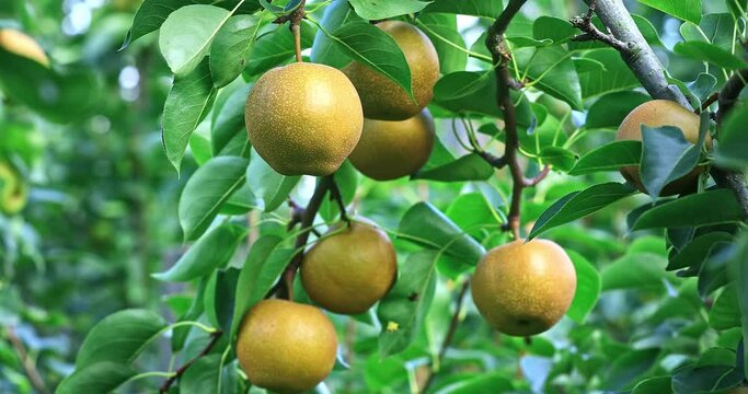 Fresh pear fruit growing on pear tree in orchard