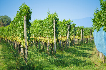 vineyard at Kaiserstuhl south Germany