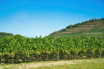 Fototapeta na wymiar vineyard at Kaiserstuhl south Germany