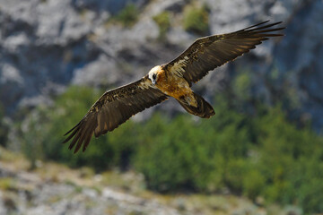 Subadult Gypaète barbu Gypaetus barbatus Lammergeier Bearded vulture in flight from below, natural mountain rocky background	