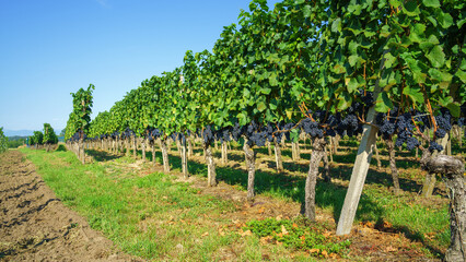 vineyard at Kaiserstuhl south Germany