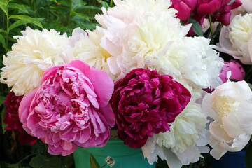 colorful peonies in a large vase on a background of green grass