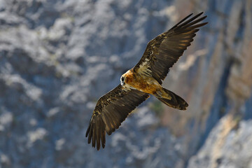 Subadult Gypaète barbu Gypaetus barbatus Lammergeier Bearded vulture in flight from below, natural...