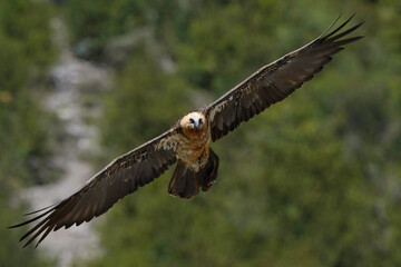 Subadult Gypaète barbu Gypaetus barbatus Lammergeier Bearded vulture in flight from below, natural mountain rocky background	