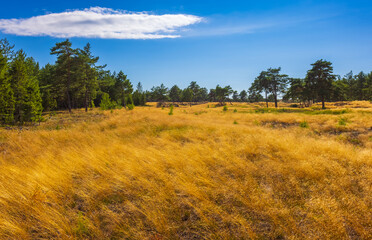The desertic landscape of the Curonian Spit, Lithuania