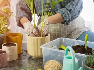 a beautiful girl florist transplants home plants into new pots, a girl takes care of plants, a woman plants home plants