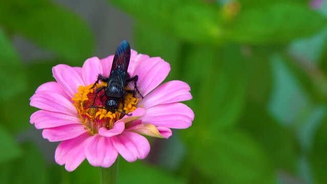Wasp (Scolia hirta) collects nectar from blooming flowers
