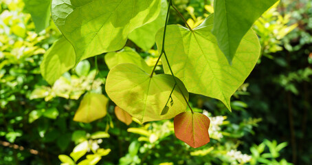 Close-up of young leaves of Eastern Redbud, or Eastern Redbud Cercis canadensis. Green and orange leaves of Judas tree against sun on blurred green background. Selective focus. Place for your text