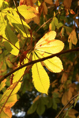 Marronnier aux feuilles brunes et vertes sous le soleil d'automne