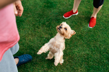 a small yorkshire terrier stands on its hind legs on the grass