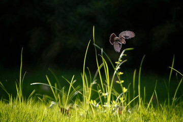 The language of birds，The scent of flowers