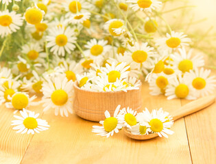 fresh chamomile on a spoon and in a bowl, medicinal chamomile flowers on a wooden table