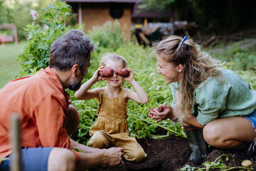 Farmer family harvesting potatoes in garden in summer.