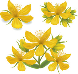 group of illustrations St. John's Wort flowers