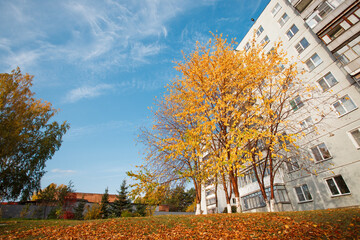 Obraz premium Beautiful and peaceful autumn scene with colorful trees in city park, seasonal landscape, autumn mood, foliages, bright colors of golden fall season