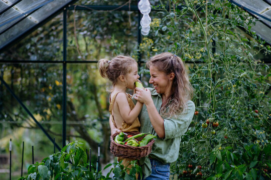 Happy mother with little daughter tasting fresh harvest when standing in a greenhouse