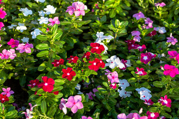 the common primrose,