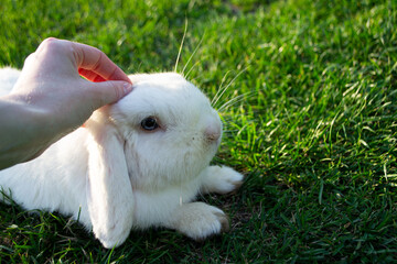 A female hand stroking a cute decorative white rabbit lying on green grass