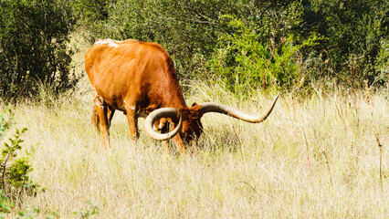 texas longhorn