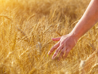 female hand touching spikelets of yellow ripe wheat on a sunny day. harvest season