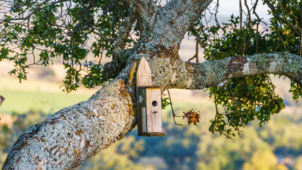 bird house on tree