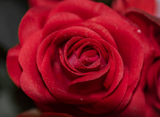 Macro Open Red Rose