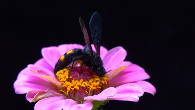 Wasp (Scolia hirta) collects nectar from blooming flowers