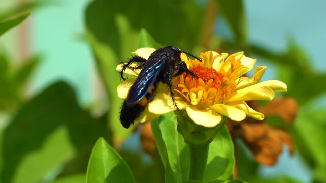 Wasp (Scolia hirta) collects nectar from blooming flowers
