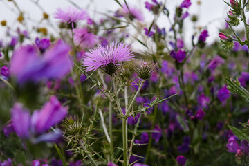 flowers in the field