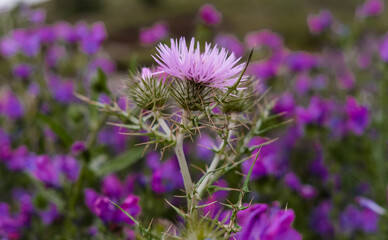 thistle flower