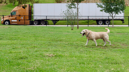 Obraz premium white dog on the road