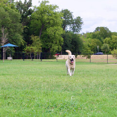 dog running in the park - 525334843