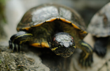 Obraz premium Brazilian Turtle - Close up detail of brazilian turtle from the front